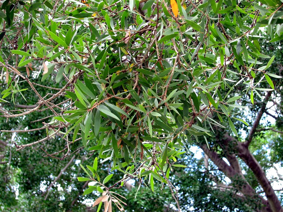 Melaleuca leucadendra foliage at the Royal Botanic Gardens, Sydney. Planted by Queen Elizabeth II in 1954.