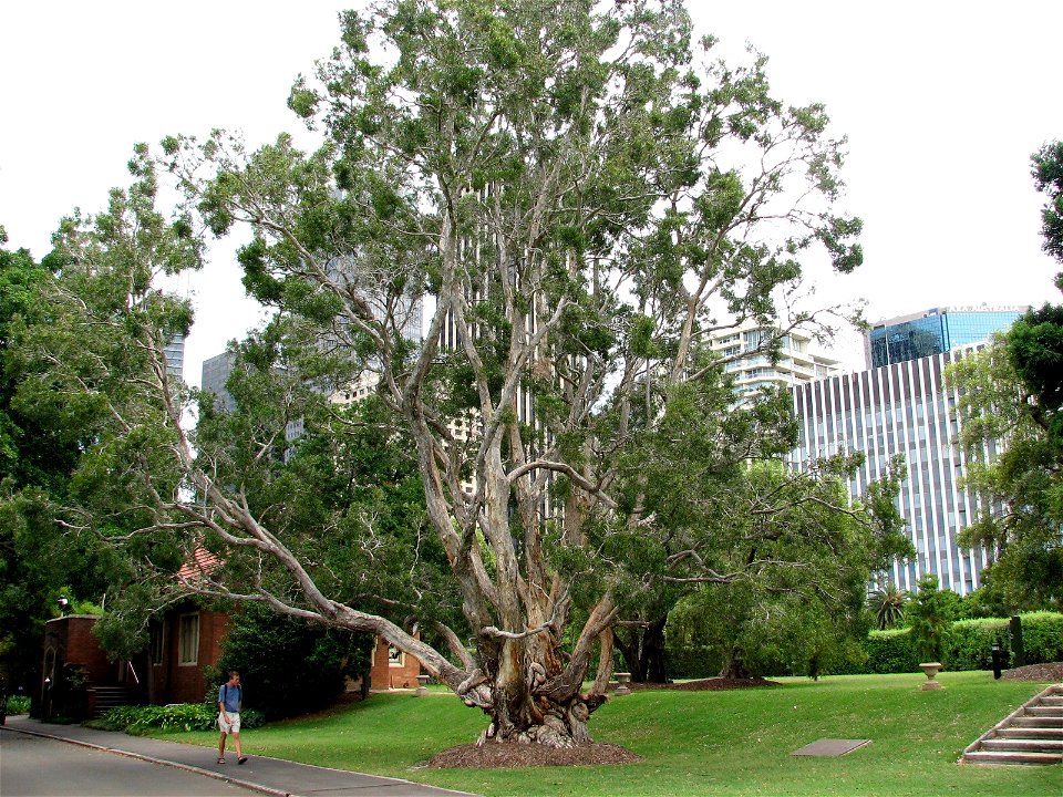 Melaleuca leucadendra at the Royal Botanic Gardens, Sydney. Planted by Queen Elizabeth II in 1954.