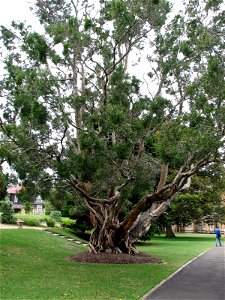 Melaleuca leucadendra at the Royal Botanic Gardens, Sydney. Planted by Queen Elizabeth II in 1954.