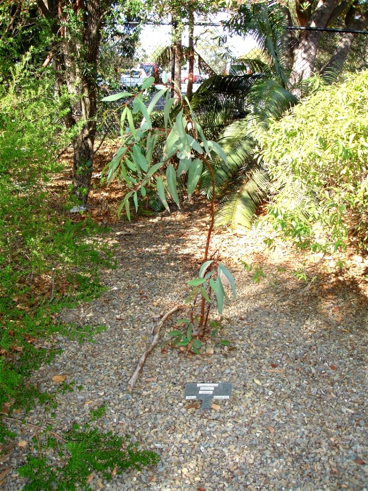 Photographed at Maranoa Gardens, Melbourne, Victoria, Australia