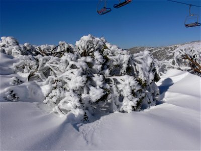 Snow gum, Australian Alps, showing the tree surviving in deep snow= photo
