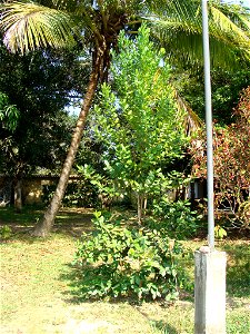 Planta de bayrum o malagueta, en un jardín en Curiepe, estado Miranda, Venezuela