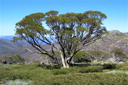 Snow Gum on the Dead Horse Gap Walk, Kosciusko National Park photo