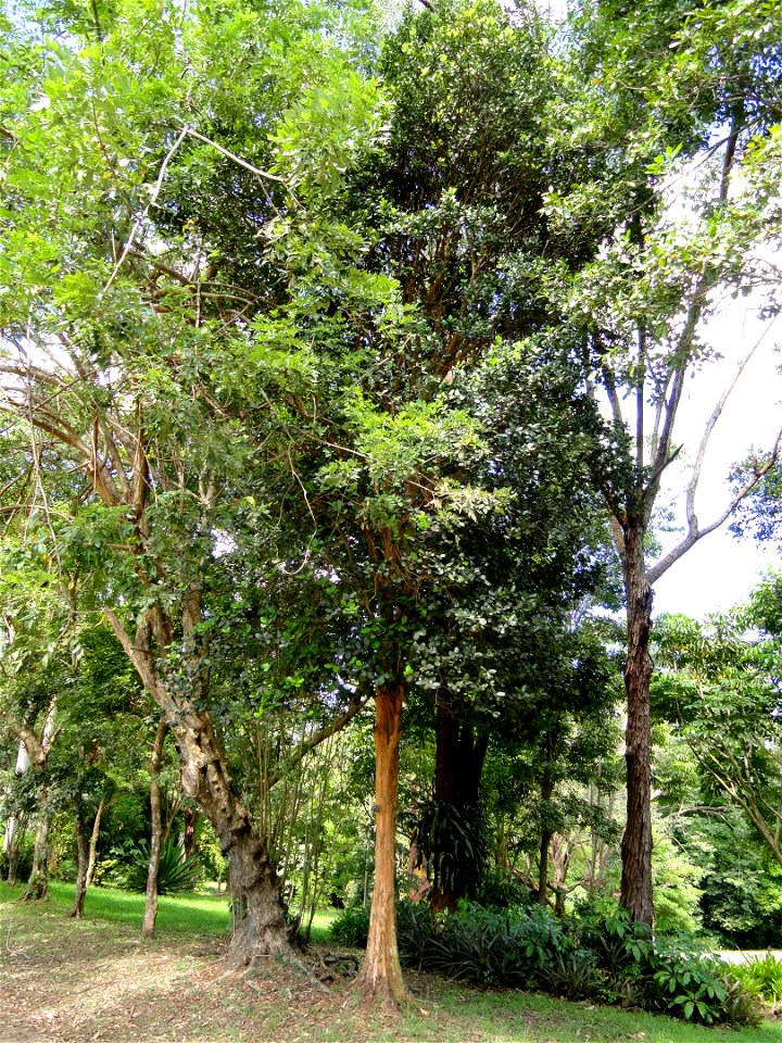 San Juan Botanical Garden (Botanical Garden of the University of Puerto Rico), Río Piedras, Puerto Rico.