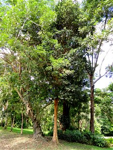 San Juan Botanical Garden (Botanical Garden of the University of Puerto Rico), Río Piedras, Puerto Rico.