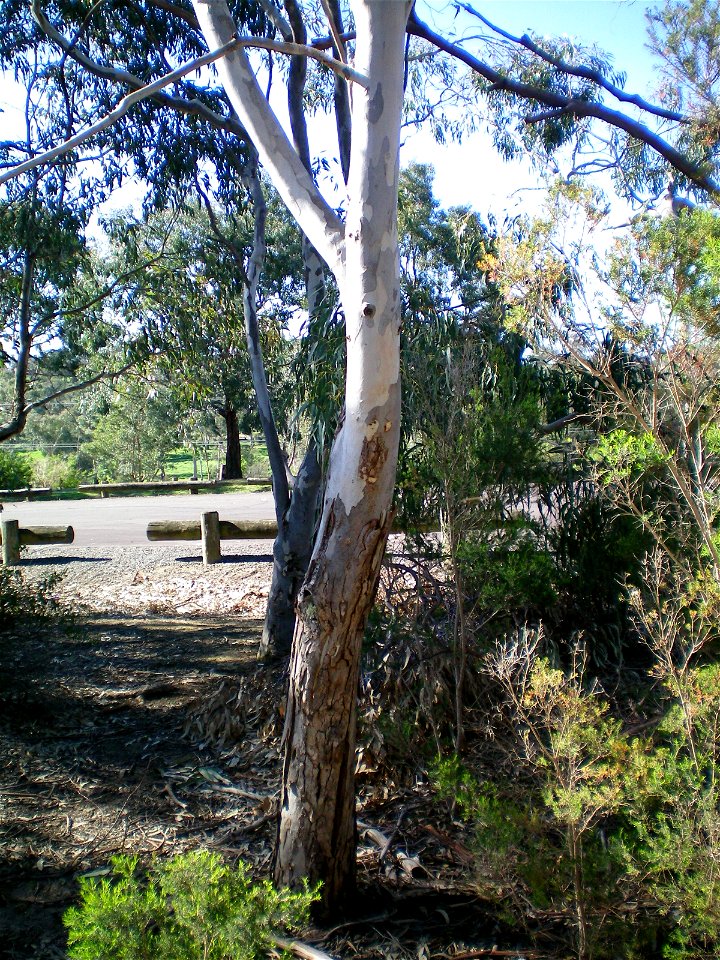 Trunk of Eucalyptus melliodora.