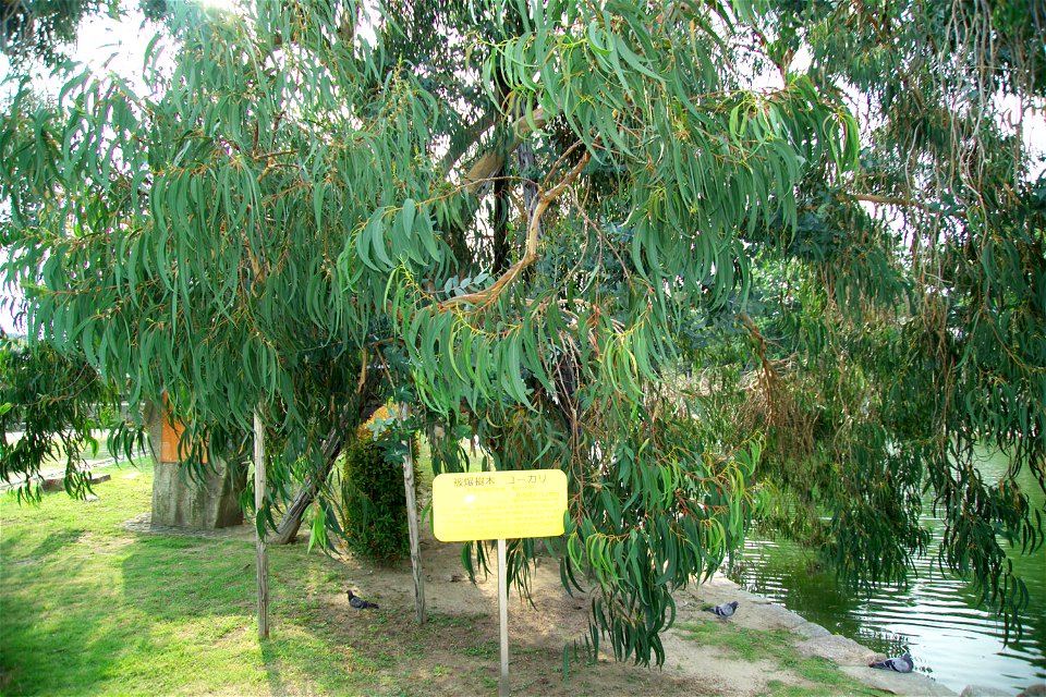 Eucalyptus tree at Hiroshima Castle, Hiroshima, Japan. Located 740 m from Ground Zero, this tree survived the atomic bombing, although the castle was leveled. I took this photo.