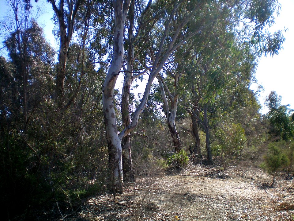 Canopy of Eucalyptus melliodora.