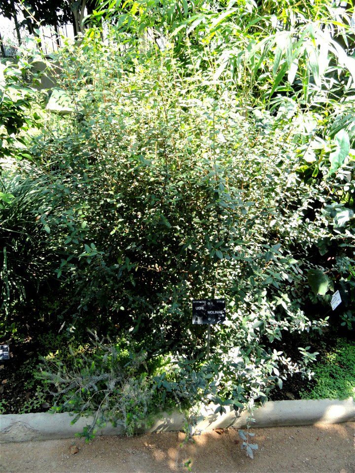 Ugni molinae specimen in the Jardin Botanique de Lyon, Parc de la Tête d'Or, Lyon, France.