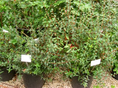 Ugni molinae specimen in the National Botanic Garden of Belgium, Meise, just north of Brussels, Belgium.