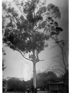 Eucalyptus Saligna, Botanic Gardens photo