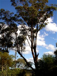 Eucalyptus botryoides Photographed at en:Maranoa Gardens, en:Melbourne, Victoria, en:Australia HelloMojo 07:57, 6 April 2007 (UTC)
