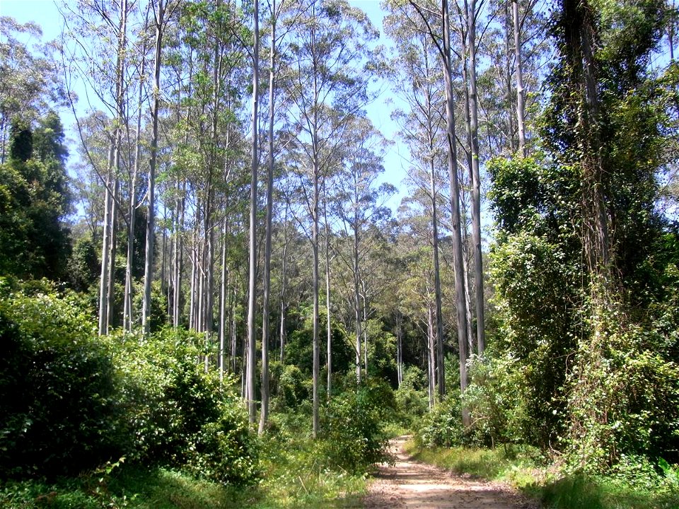 Eucalyptus saligna, Black Bulga reserve near Dungog, Australia, trees around 35 metres tall