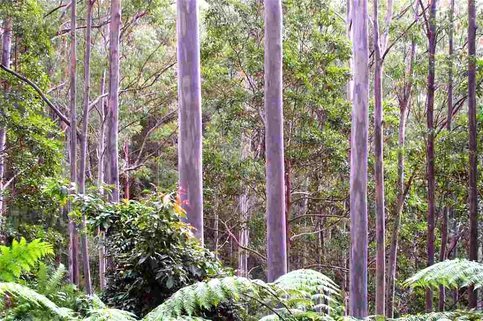 Sydney Blue Gums Kippara Forest via Wauchope showing purplish form
