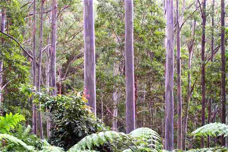 Sydney Blue Gums Kippara Forest via Wauchope showing purplish form