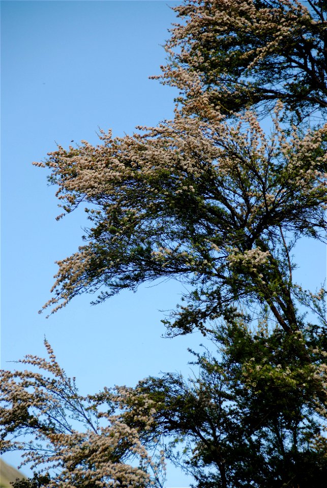 Kanuka foliage with blooms.  A bee can be seen a little above the centre spread of blooms for scale.  This was taken near the source of the Puhi Puhi river at an altitude of around 630m.