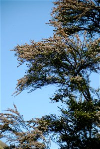 Kanuka foliage with blooms.  A bee can be seen a little above the centre spread of blooms for scale.  This was taken near the source of the Puhi Puhi river at an altitude of around 630m.