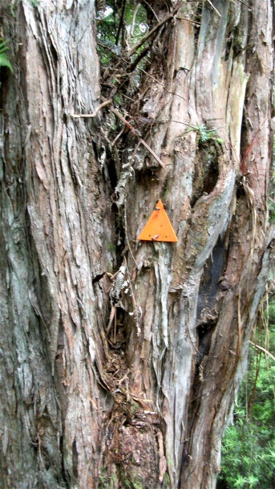 An (old, equilateral shaped) orange plastic triangle nailed to a big Kānuka tree marks the Waiomu Kauri Walk.Nowadays only isosceles triangles  are used.