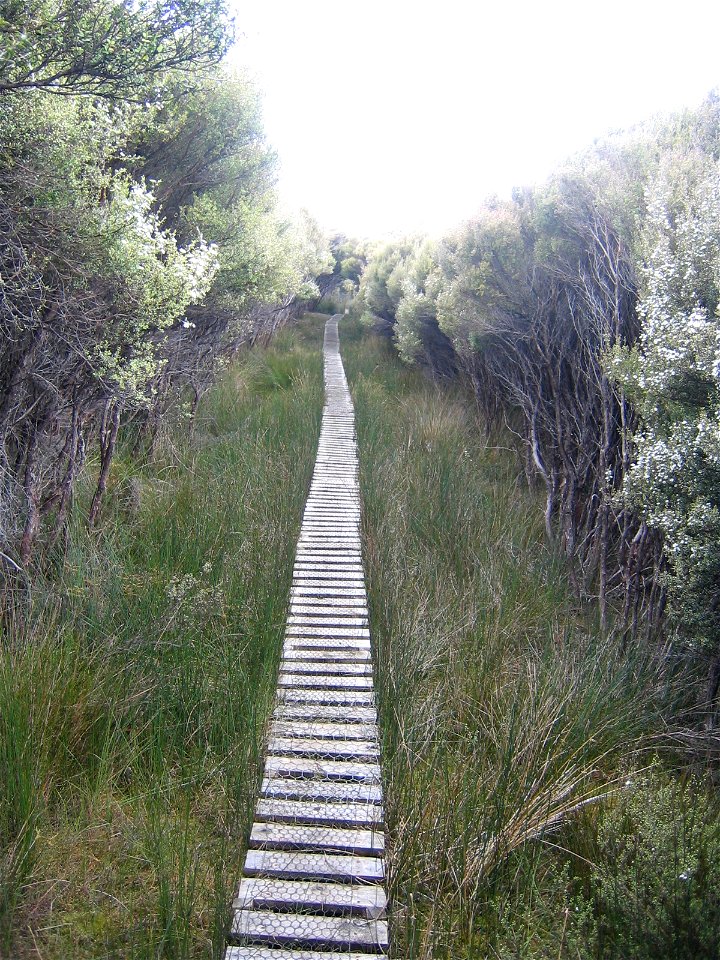 Boardwalk between Freshwater Landing and Mason Bay; Kanuka trees
North-West Circuit and Southern Circuit, Rakiura National Park, Stewart Island, New Zealand
