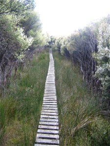 Boardwalk between Freshwater Landing and Mason Bay; Kanuka trees
North-West Circuit and Southern Circuit, Rakiura National Park, Stewart Island, New Zealand
