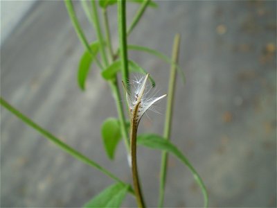 Epilobium parviflorum viltige basterdwederik