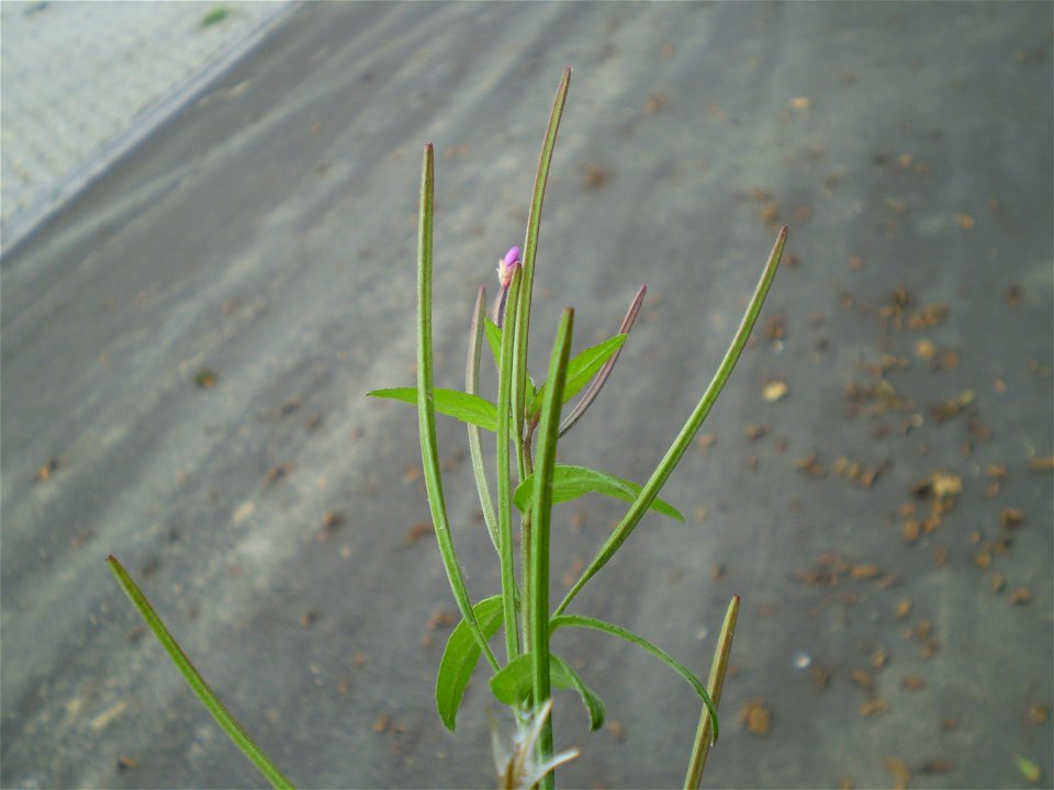 Epilobium parviflorum viltige basterdwederik