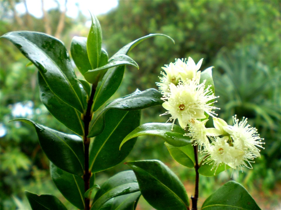 Flower and leaf of Cinnamon myrtle, elemicin chemovar.