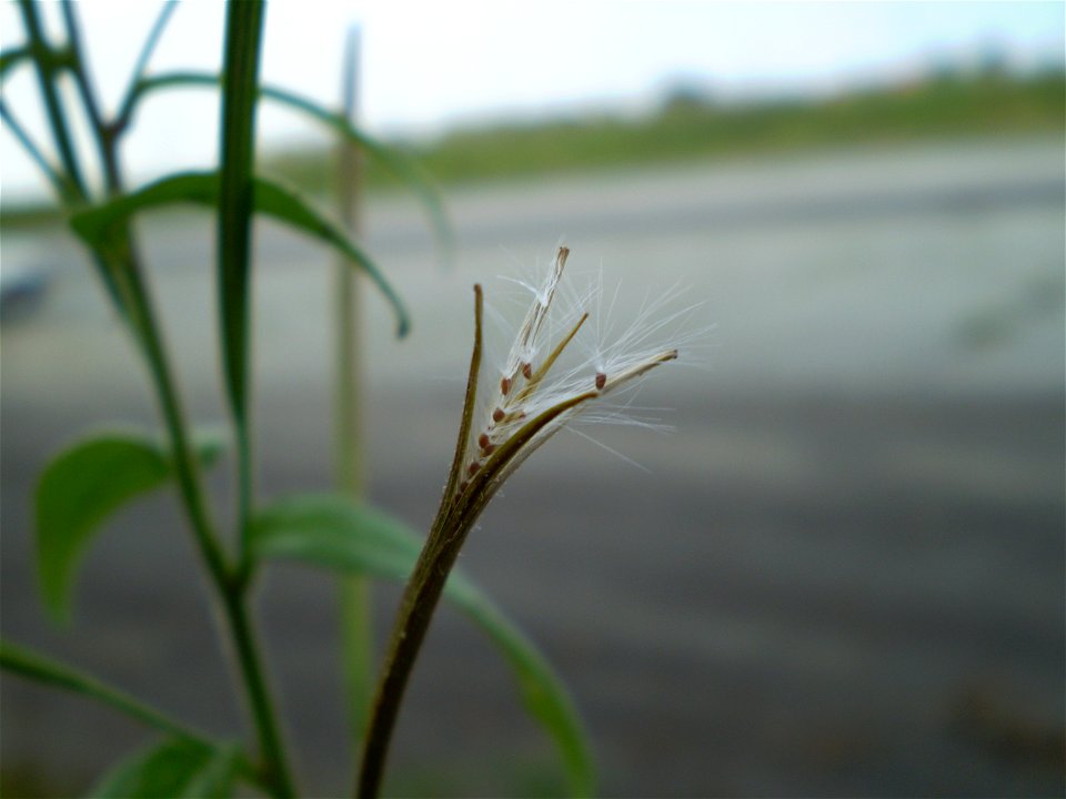 Epilobium parviflorum viltige basterdwederik