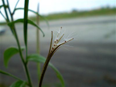 Epilobium parviflorum viltige basterdwederik