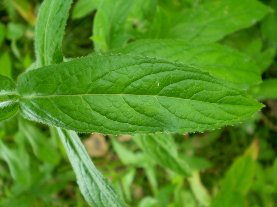 Epilobium parviflorum viltige basterdwederik