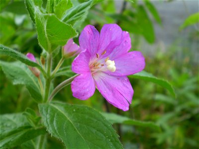 Epilobium parviflorum viltige basterdwederik