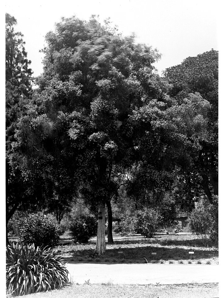 Eucalyptus Calophylla, Botanic Gardens