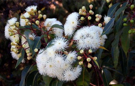 Eucalyptus (Corymbia) calophylla in flower, near Cataby