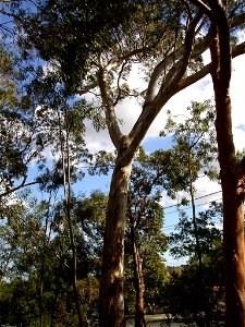 Photographed at Maranoa Gardens, Melbourne, Victoria, Australia by HelloMojo 08:33, 6 April 2007 (UTC) photo