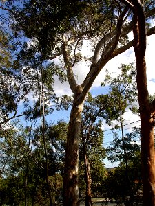 Photographed at Maranoa Gardens, Melbourne, Victoria, Australia by HelloMojo 08:33, 6 April 2007 (UTC)