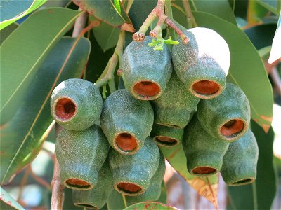 Fruits of Corymbia calophylla in parc Gonzalez in Bormes-les-Mimosas (Var, France). Plant identified by its botanic label. photo