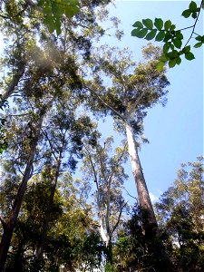 Blackbutt at Dalrymple-Hay Nature Reserve, St Ives, NSW Australia photo