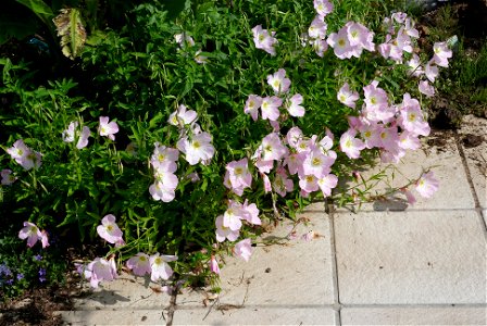 Oenothera speciosa 'Siskiyou' Other photos of the same plant photo