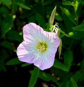 Oenothera speciosa 'Siskiyou' Other photos of the same plant photo