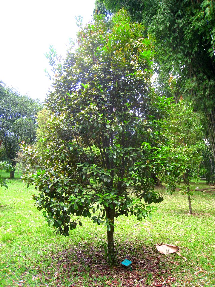 Eugenia brasiliensis in the Jardim Botânico de São Paulo, São Paulo City, SP, Brazil.
