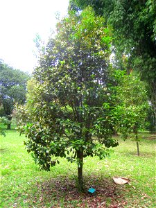 Eugenia brasiliensis in the Jardim Botânico de São Paulo, São Paulo City, SP, Brazil.