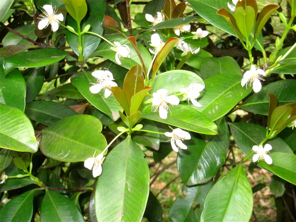 Eugenia brasiliensis in the Jardim Botânico de São Paulo, São Paulo City, SP, Brazil.