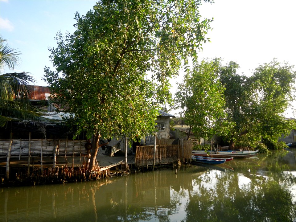 Fish ponds, creeks, fields, Welcome arch in the villages of Barangays San Isidro Anac and San Isidro Matua (Poblacion),  Masantol, Pampanga, Sonneratia caseolaris Cork tree, Sonneratia caseolaris or Q