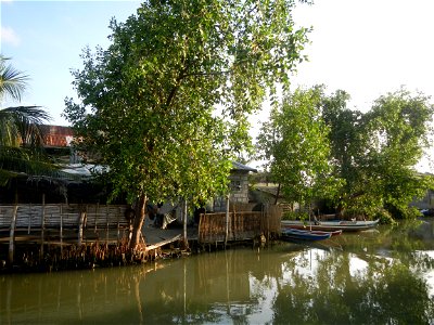 Fish ponds, creeks, fields, Welcome arch in the villages of Barangays San Isidro Anac and San Isidro Matua (Poblacion),  Masantol, Pampanga, Sonneratia caseolaris Cork tree, Sonneratia caseolaris or Q