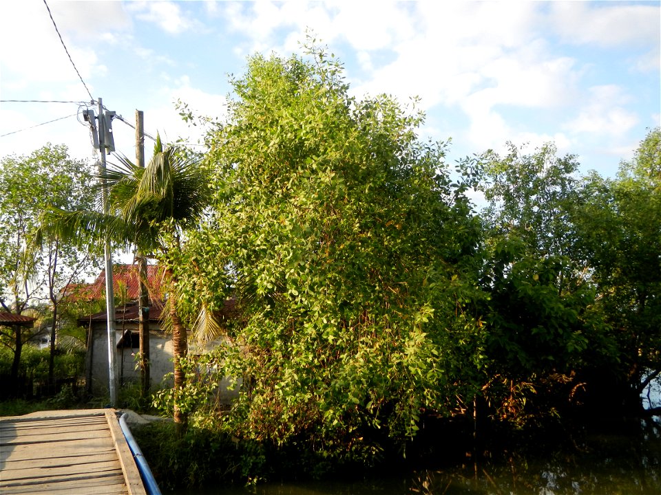 Fish ponds, creeks, fields, Welcome arch in the villages of Barangays San Isidro Anac and San Isidro Matua (Poblacion),  Masantol, Pampanga, Sonneratia caseolaris Cork tree, Sonneratia caseolaris or Q