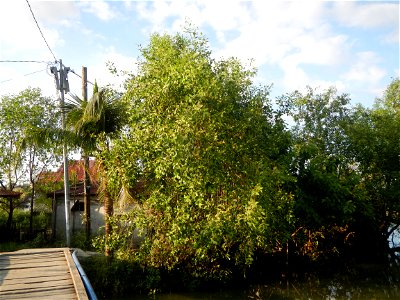 Fish ponds, creeks, fields, Welcome arch in the villages of Barangays San Isidro Anac and San Isidro Matua (Poblacion),  Masantol, Pampanga, Sonneratia caseolaris Cork tree, Sonneratia caseolaris or Q