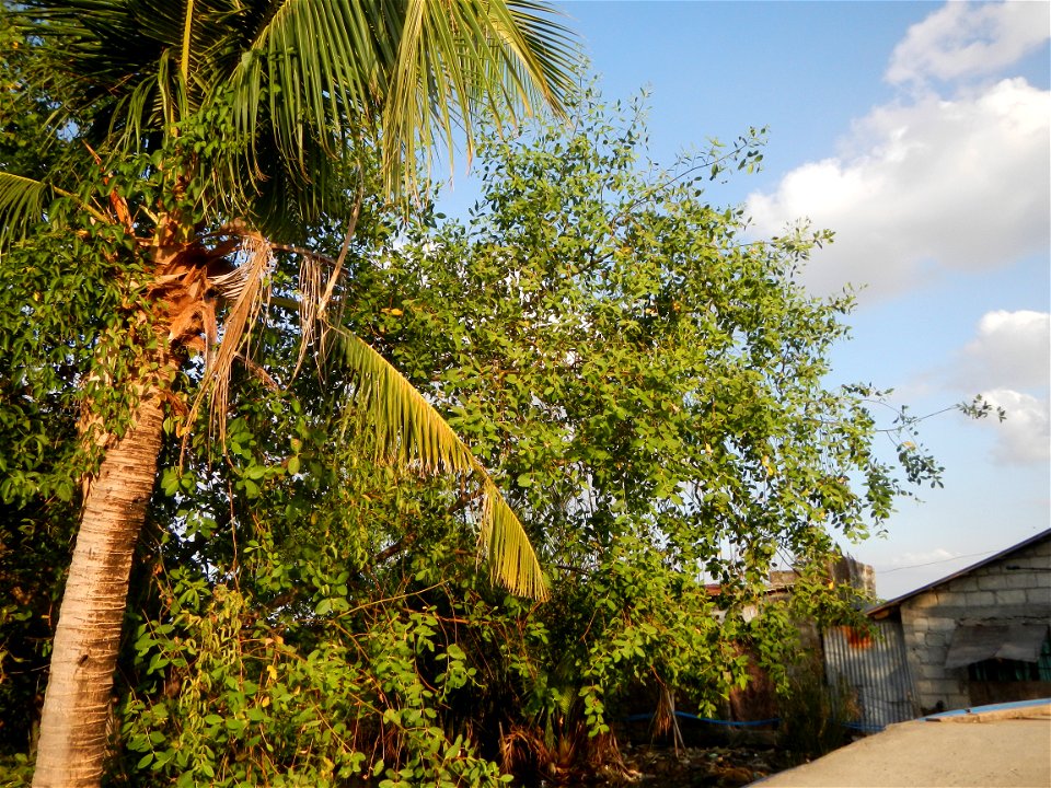 Fish ponds, creeks, fields, Welcome arch in the villages of Barangays San Isidro Anac and San Isidro Matua (Poblacion),  Masantol, Pampanga, Sonneratia caseolaris Cork tree, Sonneratia caseolaris or Q
