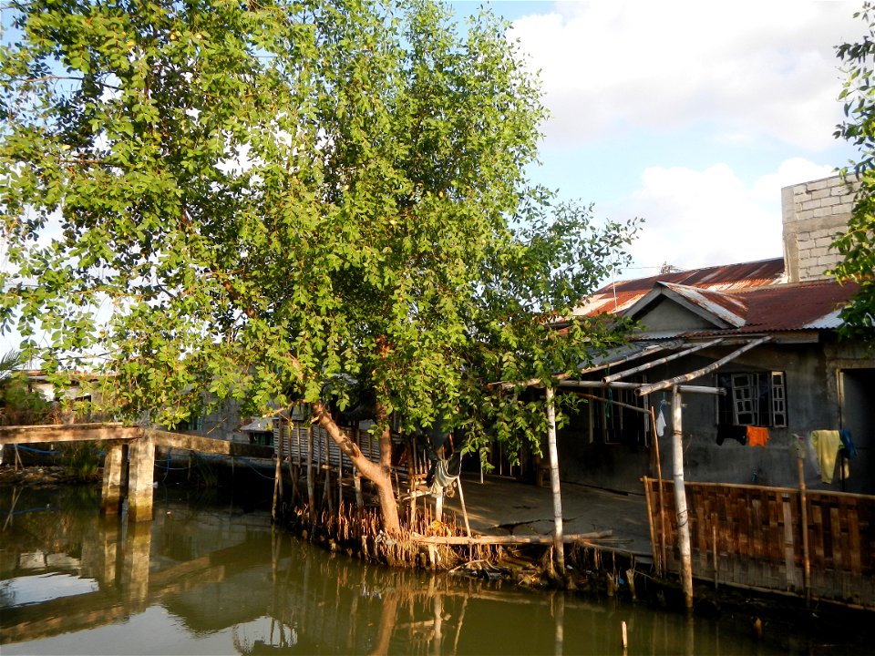 Fish ponds, creeks, fields, Welcome arch in the villages of Barangays San Isidro Anac and San Isidro Matua (Poblacion),  Masantol, Pampanga, Sonneratia caseolaris Cork tree, Sonneratia caseolaris or Q