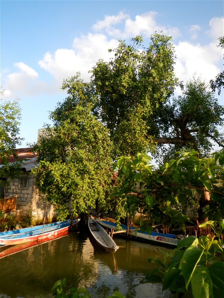 Fish ponds, creeks, fields, Welcome arch in the villages of Barangays San Isidro Anac and San Isidro Matua (Poblacion),  Masantol, Pampanga, Sonneratia caseolaris Cork tree, Sonneratia caseolaris or Q