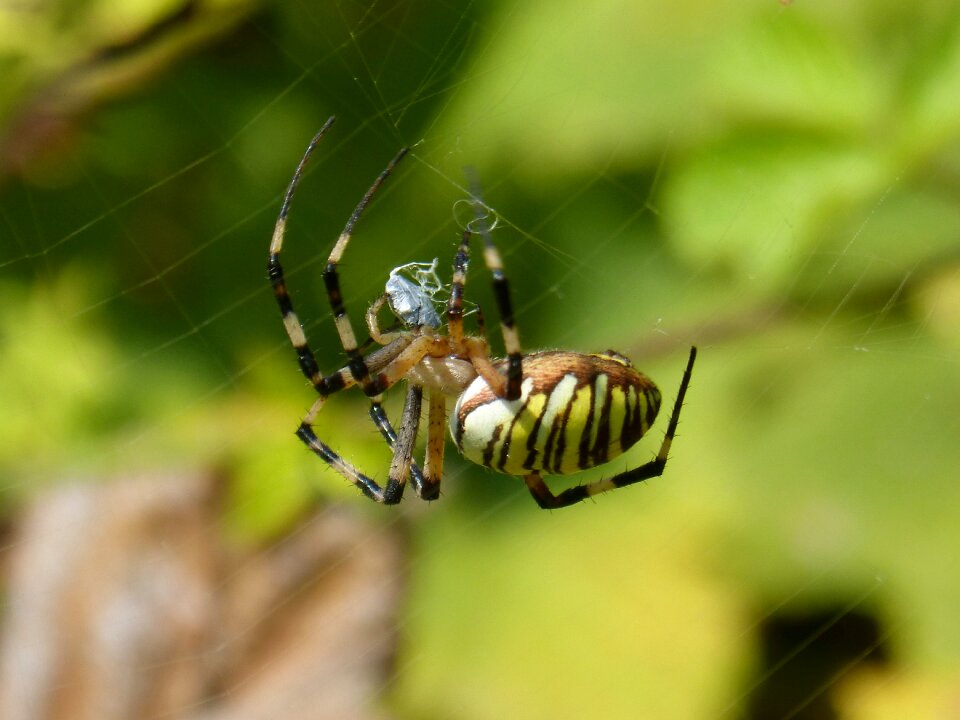 Spider zebra web stripes